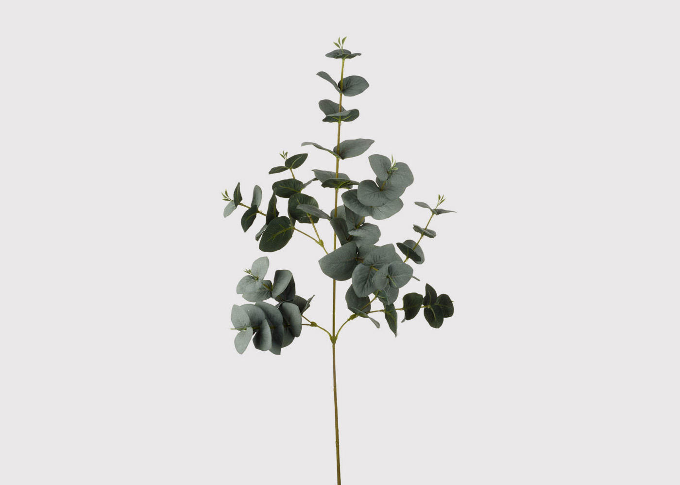 Eucalyptus Leaves - Jasper & Tallow Furniture
